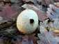 Bimbós pöfeteg (Lycoperdon perlatum), Budai-hegység